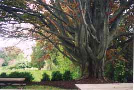 [photo, Beech tree, Harwood, southern Anne Arundel County, Maryland]