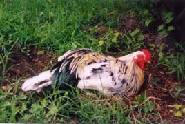 [photo, Rooster, Annapolis, Maryland]