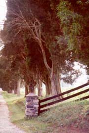 [photo, Red cedars near Mountain, Harford County, Maryland]