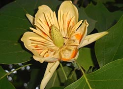 [photo, Tulip Poplar blossom, Glen Burnie, Maryland]