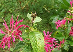  [photo, Scarlet Beebalm (Monarda didyma L.), Baltimore, Maryland]