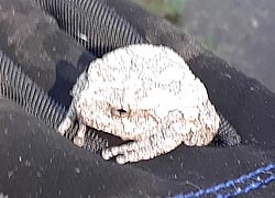 [photo, Gray Treefrog (Hyla versicolor), Baltimore, Maryland]