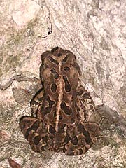 [photo, Fowler's Toad (Anaxyrus fowleri), Glen Burnie, Maryland]