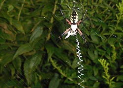 [photo, Black and Yellow Orb-Weaver Spider (Argiope aurantia), Glen Burnie, Maryland]