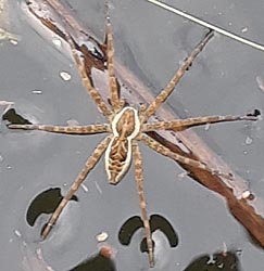 [photo, Fishing Spider (Dolomedes spp.), Back Creek, Annapolis, Maryland]