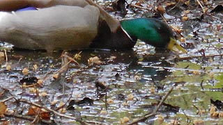 [photo, Male Mallard (Anas platyrhynchos), Annapolis, Maryland]