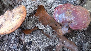 [photo, Mushrooms, Lake Waterford Park, Pasadena, Maryland]