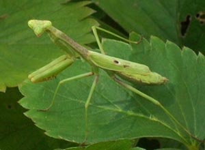 [photo, Carolina Mantid (Stagmomantis carolina), Baltimore, Maryland]