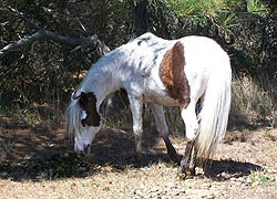 [photo, Feral horse [Assateague horse], Assateague Island National Park Seashore (Worcester County), Maryland]