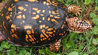 [photo, Eastern Box Turtle (Terrapene c. carolina), Glen Burnie, Maryland]