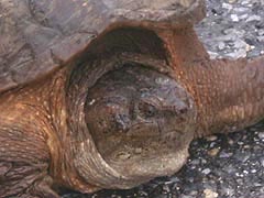 [photo, Snapping Turtle (Chelydra serpentina), Annapolis, Maryland]