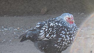 [photo, Hen, Kinder Farm Park, Millersville, Maryland]