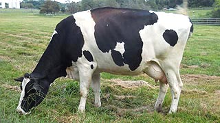 [photo, Cow, Kinder Farm Park, Millersville, Maryland]