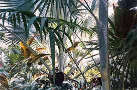  [photo, Palms, Howard P. Rawlings Conservatory & Botanic Gardens, Druid Hill Park, 3100 Swan Drive, Baltimore, Maryland]