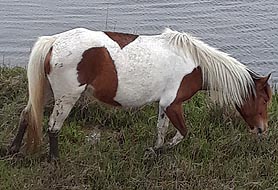 [photo,  Assateague Island National Seashore, Berlin, Maryland]