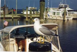 [photo, Seagull at pier, Chesapeake Beach, Maryland]