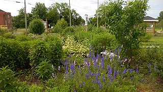  [photo, Corner Sanctuary: Pocomoke Community Garden, Willow St., Pocomoke City, Maryland]